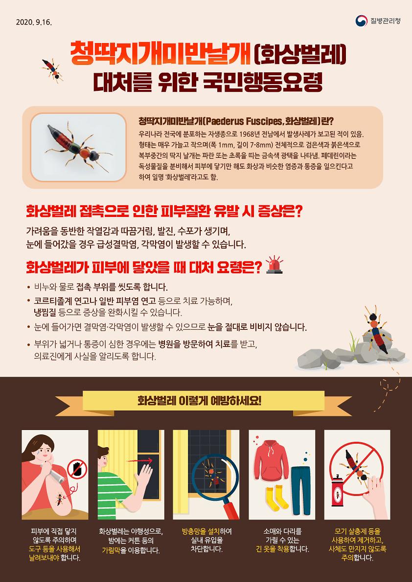 청딱지개미반날개(화상벌레)_대처를_위한_국민행동요령.jpg 이미지