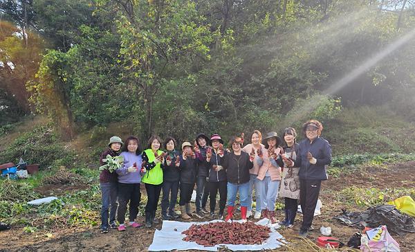 통장자율회 공동체모임 '햇살자리' 고구마 수확 사진