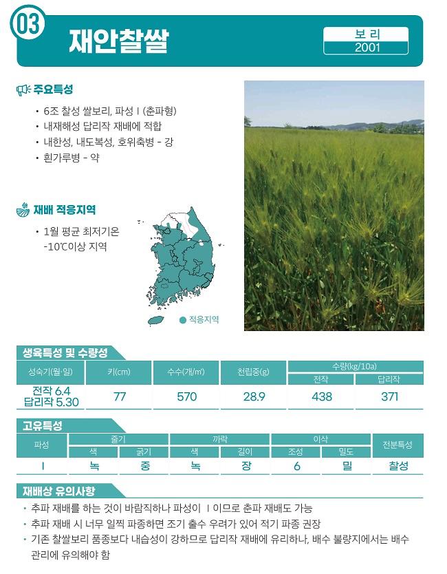 재안찰쌀보리_품종안내.jpg 이미지